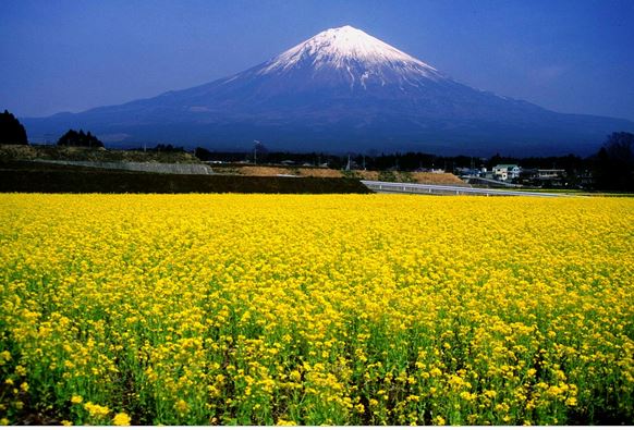 ภูเขาฟูจิสัญลักษณ์แห่งญี่ปุ่น