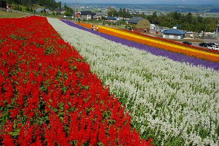 Tomita Farm  ฟาร์มดอกไม้แห่ง Hokkaido