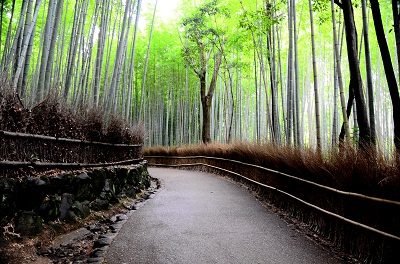 ป่าไผ่และเส้นทางธรรมชาติที่ Arashiyama